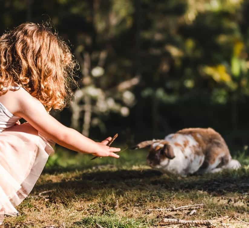 Child reaching out to rabbit outdoors.