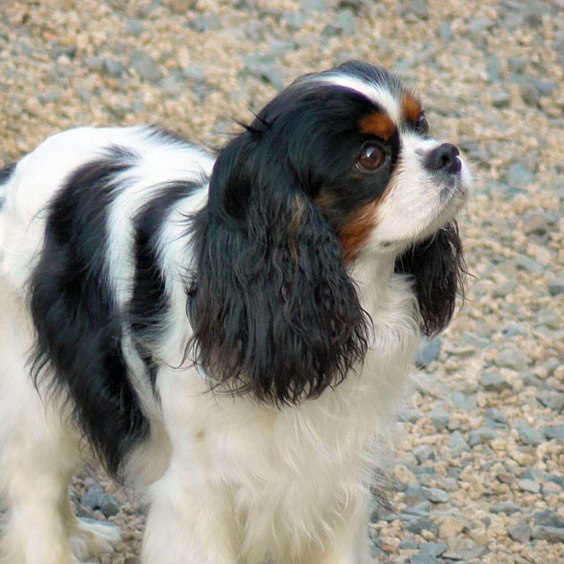 Cavalier King Charles Spaniel - Nappies and Paws