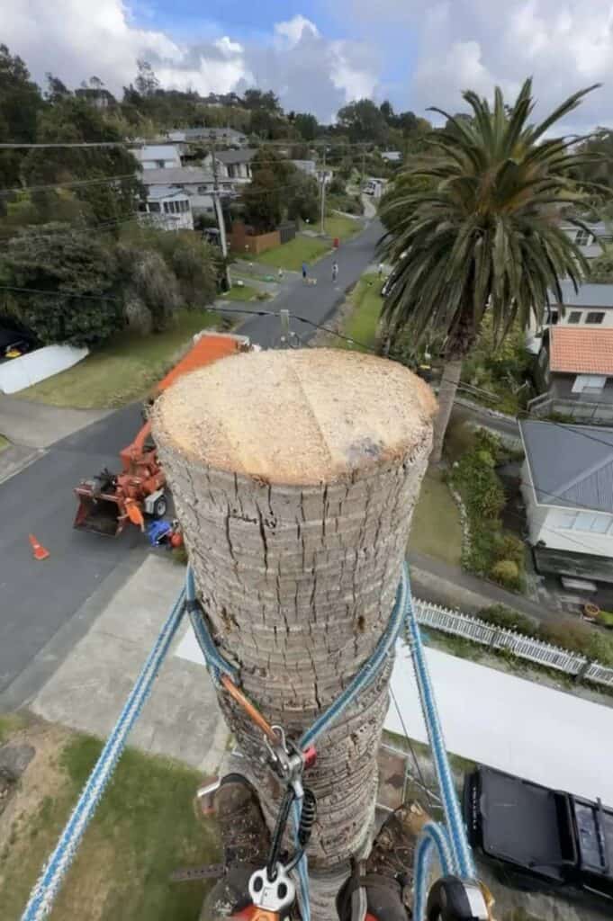 allout hedge &amp; tree maintenance,hibiscus coast hedge and tree maintenance,hibiscus coast arborists,hibiscus coast tree felling,hibiscus coast hedge trimming,hibiscus coast tree services,hibiscus coast landscaping,hibiscus coast landscapers,hibiscus coast outdoor power equipment,hibiscus coast chainsaws,hibiscus coast cutting tools,arborists on the hibiscus coast,orewa arborists,whangaparaoa arborists,silverdale arborists,millwater arborists,milldale arborists,whangaparaoa hedge trimming,orewa tree trimming,hibiscus coast tree trimming,arborist,tree felling,hibiscus coast tree pruning,hibiscus coast green waste removal,hibiscus coast land clearing,hibiscus coast crown reduction,hibiscus coast hedges,arborists near me,hedge trimmers near me,tree fellers near me